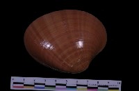 藏品(中華長文蛤)的圖片